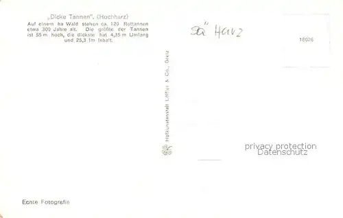 AK / Ansichtskarte Harz_Region Dicke Tannen am Abhang zum Wolfsbachtal Harz Region