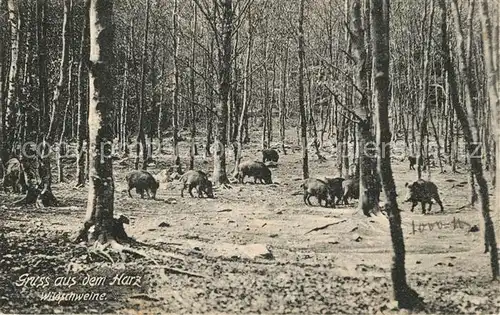 AK / Ansichtskarte Harz_Region Wildschweine Harz Region