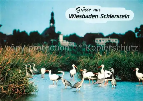 AK / Ansichtskarte Schierstein Storchengemeinschaft  Schierstein