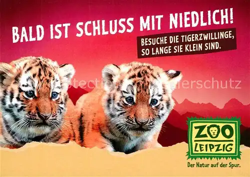 AK / Ansichtskarte Tiger_Tiere Tigerzwillinge Zoo Leipzig  Tiger Tiere