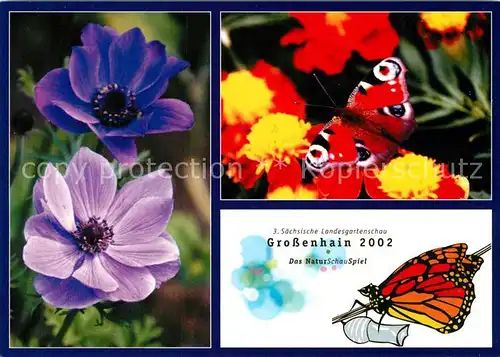 AK / Ansichtskarte Schmetterlinge Landesgartenschau Grossenhain  Schmetterlinge