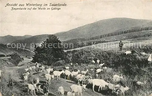 AK / Ansichtskarte Winterberg_Hochsauerland Ziegenherde auf Gebirgsweide Winterberg_Hochsauerland