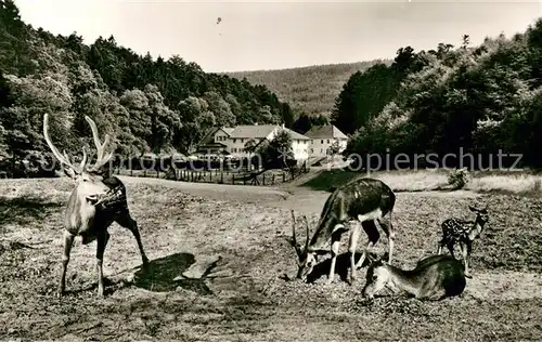 AK / Ansichtskarte Marxzell Waldhotel Bergschmiede im Holzbachtal Rotwild Marxzell