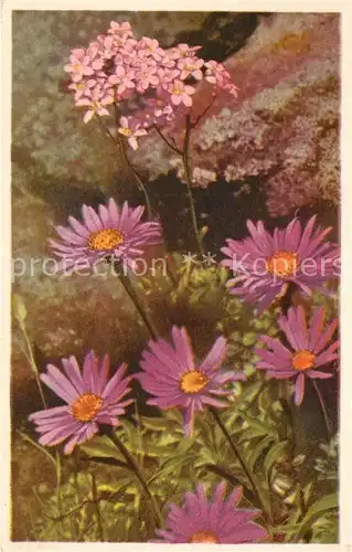 AK / Ansichtskarte Blumen Alpenaster Aster Alpinus  Blumen