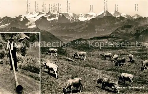 AK / Ansichtskarte Alphorn Pilatus Berneralpen Kuehe  Alphorn