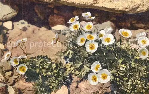 AK / Ansichtskarte Blumen Ranunculus glacialis Gletscher Hahnenfuss Blumen