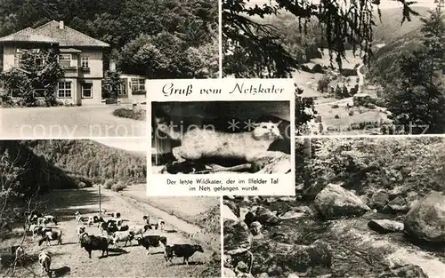 AK / Ansichtskarte Netzkater Kuhweide Gasthaus Panoramen Netzkater