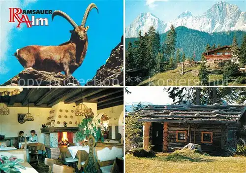 AK / Ansichtskarte Ramsau_Berchtesgaden Restaurant Ramsauer Alm Steinbock Ramsau Berchtesgaden