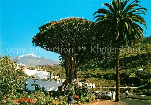 AK / Ansichtskarte Icod_de_los_Vinos Drago milenario Teide Icod_de_los_Vinos