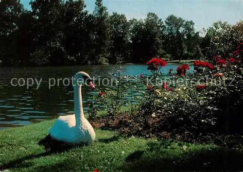 AK / Ansichtskarte Bad_Salzuflen Kurparksee Schwan Bad_Salzuflen
