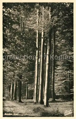 AK / Ansichtskarte Brook_Holstein Brooker Wald Brook_Holstein