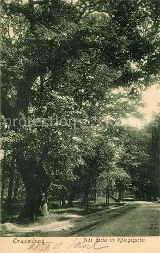 AK / Ansichtskarte Oranienburg Alte Eiche im Koenigsgarten Oranienburg