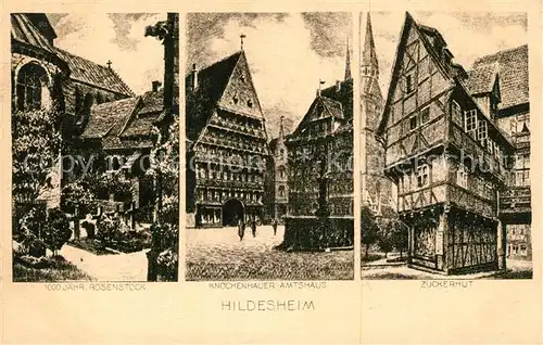 AK / Ansichtskarte Hildesheim 1000jaehriger Rosenstock Knochenhauer Amtshaus Zuckerhut Hildesheim