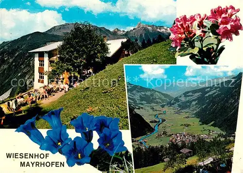 AK / Ansichtskarte Mayrhofen_Zillertal Wiesenhof Mayrhofen_Zillertal