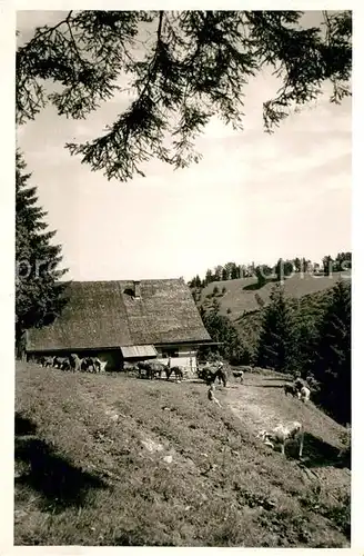 AK / Ansichtskarte Grassau_Chiemgau Hefter Alm Grassau Chiemgau