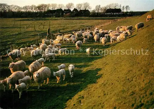 AK / Ansichtskarte St_Peter Ording Schafherde  St_Peter Ording