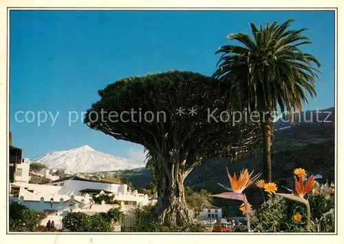 AK / Ansichtskarte Tenerife Drago Milenario El Teide Tenerife