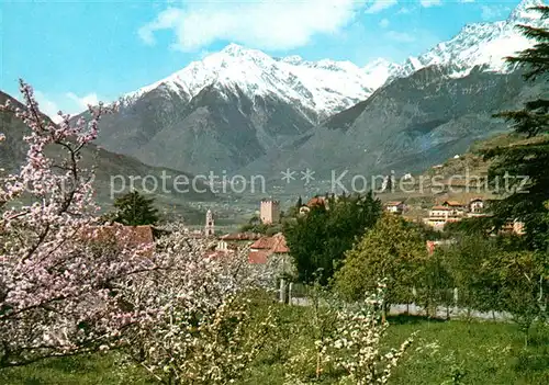 AK / Ansichtskarte Meran_Merano im Fruehling Baumbluete Texelgruppe Meran Merano