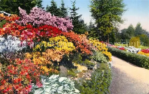 AK / Ansichtskarte Kamenz_Sachsen Azaleen Anlagen Hutberg Kamenz Sachsen