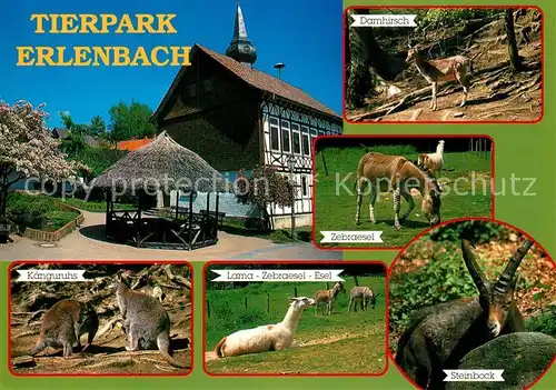 AK / Ansichtskarte Erlenbach_Fuerth Tierpark Damhirsch Zebraesel Kaenguruhs Lama Steinbock Erlenbach_Fuerth