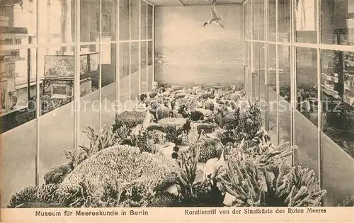 AK / Ansichtskarte Berlin Museum fuer Meereskunde Korallenriff aus dem Roten Meer Berlin