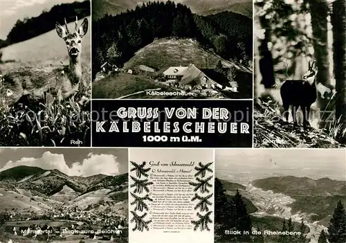 AK / Ansichtskarte Untermuenstertal Rehbock Gemse Kaelbelescheuer Muenstertal Rheinebene Untermuenstertal