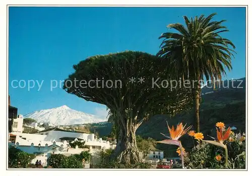 AK / Ansichtskarte Tenerife Drago Milenario El Teide Icod de los Vinos Tenerife