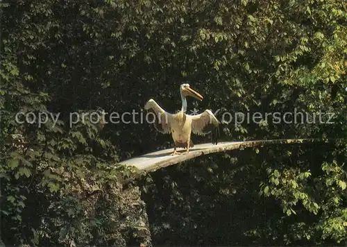 AK / Ansichtskarte Kaliningrad Zoo Kaliningrad