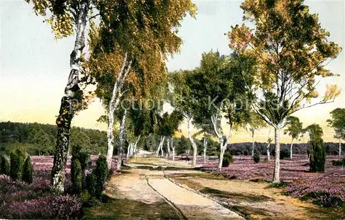 AK / Ansichtskarte Jesteburg Birkenweg im Buesenbachtal Jesteburg