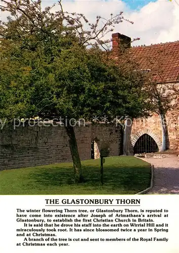 Glastonbury The Glastonbury Thorn Glastonbury