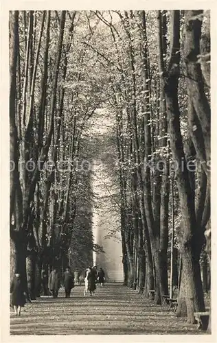 Duesseldorf Hofgarten Seufzerallee Baumallee Duesseldorf