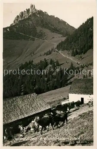 AK / Ansichtskarte Altenstadt_Oberbayern Hinter aelpele Kuehe Drei Schwestern Altenstadt_Oberbayern