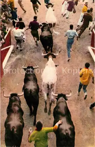 AK / Ansichtskarte Pamplona_Navarra Los toros entran en la plaza con los mozos unidos a ellos Pamplona Navarra