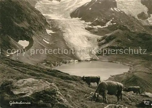 AK / Ansichtskarte Foto_Popp_Nr. 1865 Gletschersee Kuehe Foto_Popp_Nr.