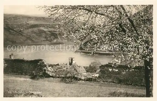 AK / Ansichtskarte Oberwesel_Rhein Landschaftspanorama im Fruehling Oberwesel Rhein