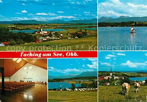 AK / Ansichtskarte Taching_See Panorama Alpen Pfarrkirche Campingplatz Viehweide Kuehe Taching See