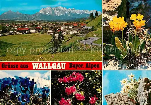 AK / Ansichtskarte Wallgau Wettersteingebirge Enzian Alpenrosen Edelweiss Aurikel Wallgau
