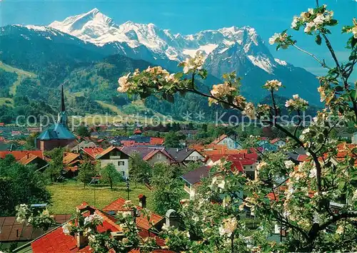 AK / Ansichtskarte Garmisch Partenkirchen Ortsansicht mit Kirche gegen Zugspitzgruppe Wettersteingebirge Baumbluete Garmisch Partenkirchen