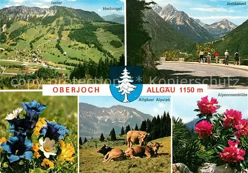 AK / Ansichtskarte Oberjoch Panorama Iseler Hochvogel Jochkanzel Enzian Alpvieh Alpenrose Oberjoch