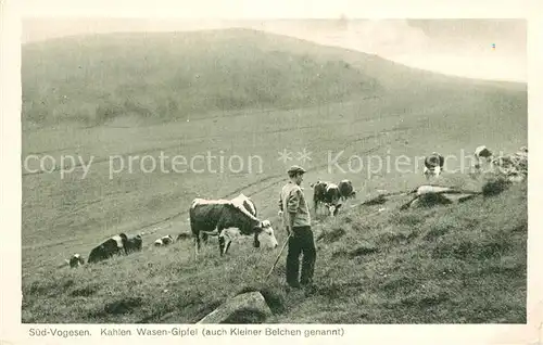 AK / Ansichtskarte Vogesen_Vosges_Region Weiderinder am Kahlen Wasen Gipfel Vogesen_Vosges_Region