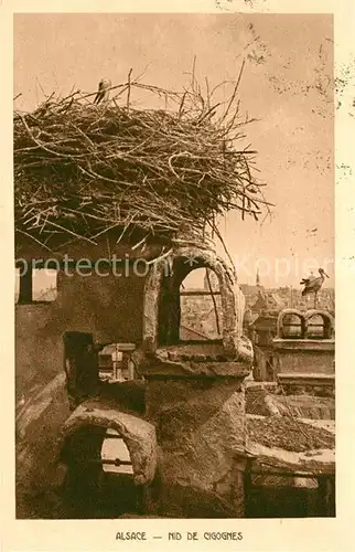 AK / Ansichtskarte Cigogne Nid de Ciognes Cigogne