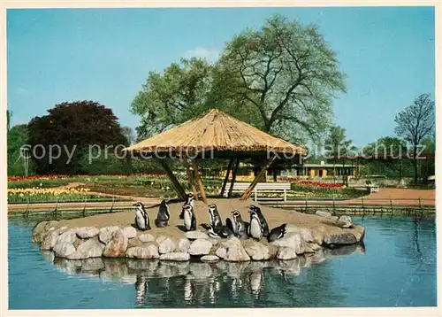 AK / Ansichtskarte Pinguin Internationale Gartenbau Ausstellung Hamburg 1953 Pinguinenteich Pinguin