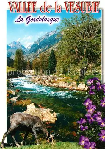 AK / Ansichtskarte Gemse Vallee de la Vesubie La Gordolasque  Gemse