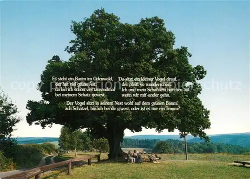 AK / Ansichtskarte Baeume_Trees Odenwald Gedicht  Baeume Trees