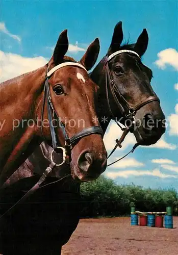 AK / Ansichtskarte Pferde  Pferde