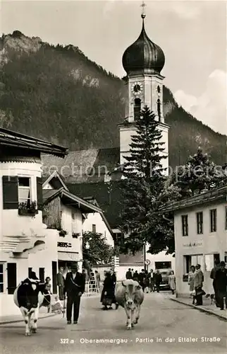 AK / Ansichtskarte Oberammergau Ettaler Strasse Kuehe Kirche Oberammergau