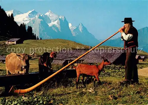 AK / Ansichtskarte Alphorn Alphornblaeser Wetterhoerner Eiger Kuehe Alphorn