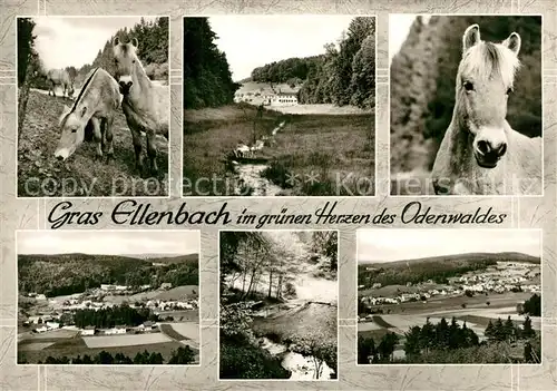 AK / Ansichtskarte Gras Ellenbach Pony Gras Ellenbach