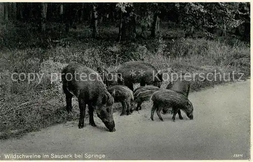 AK / Ansichtskarte Schweine Wildschweine Saupark Springe  Schweine