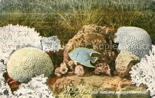 AK / Ansichtskarte Fische Coral Reefs Angelfish Bermuda  Fische